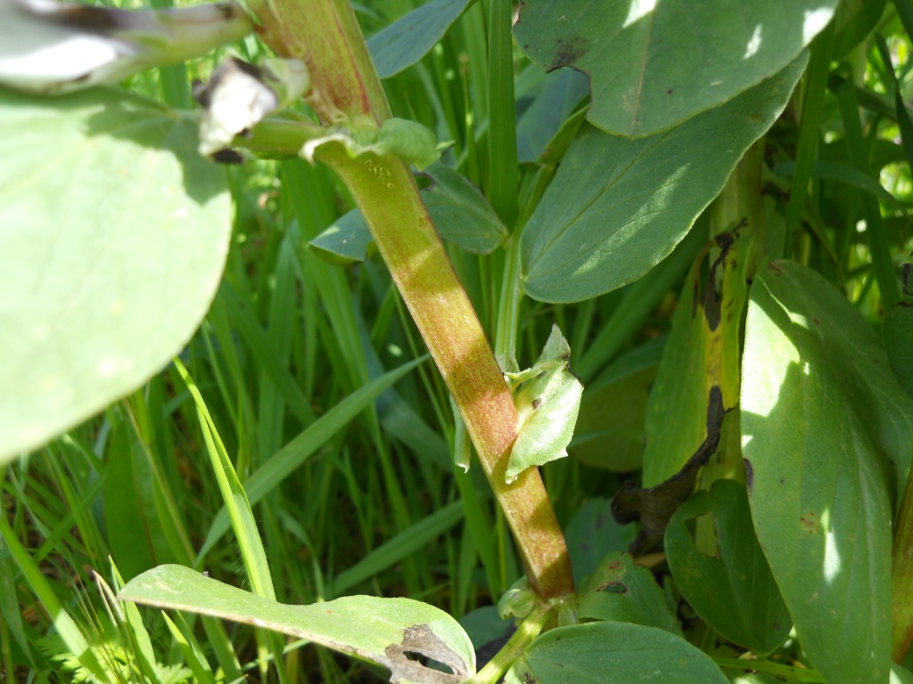 Vicia faba